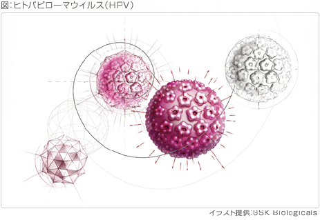図：ヒトパピローマウイルス（HPV）
